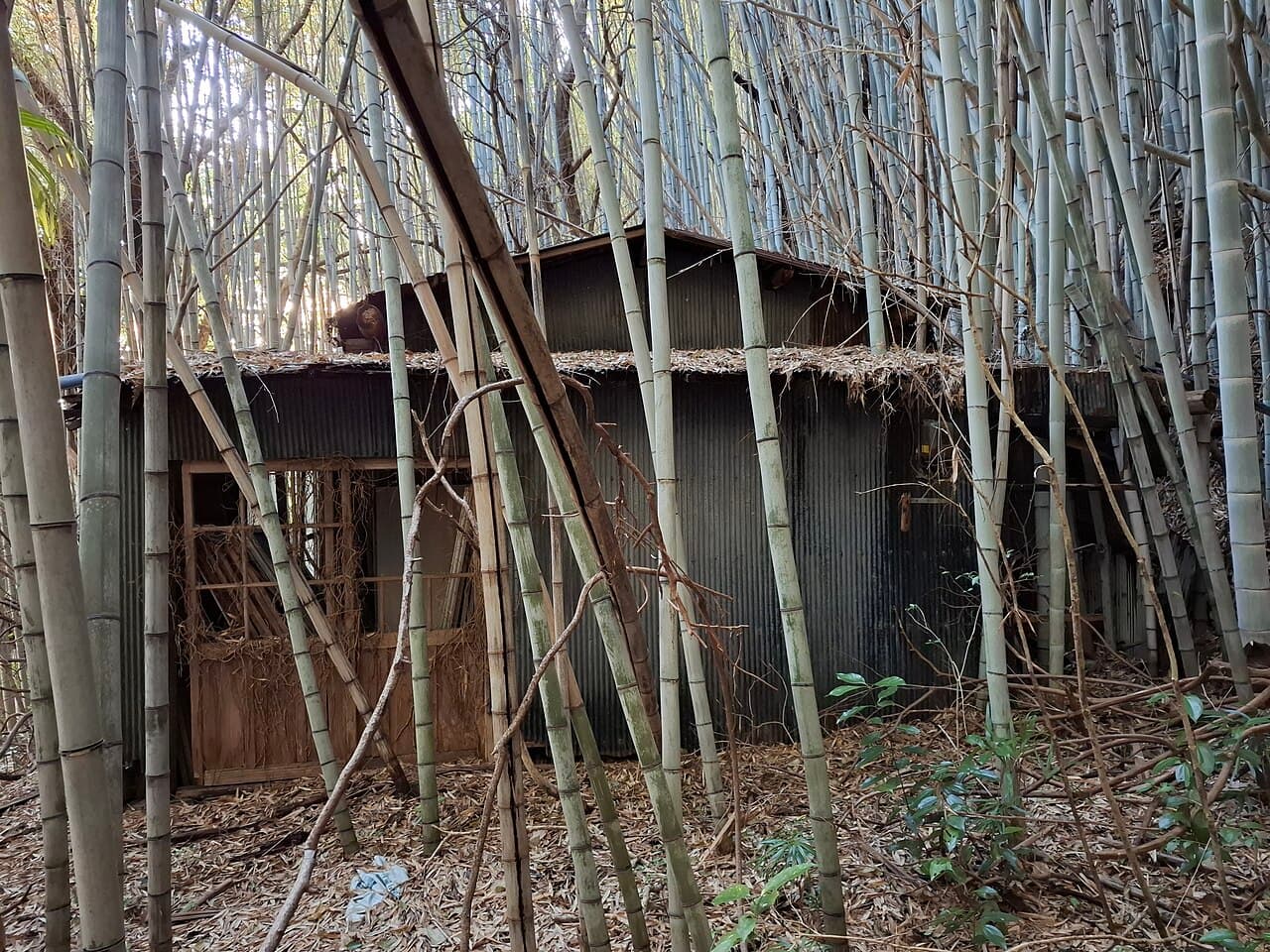 A vacant house (akiya) in Yanai, Yamaguchi Prefecture, photographed in 2026 — illustrative of the kind of property listed on a municipal akiya bank, not a specific listing discussed in this article